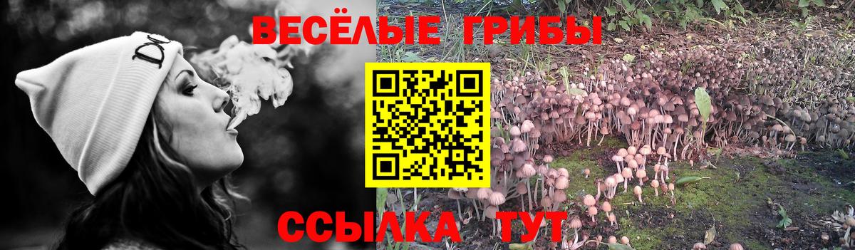 Псилоцибиновые грибы GOLDEN TEACHER Новороссийск